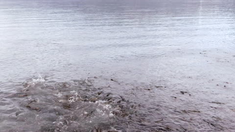 Valdez Salmon Run from the Sky