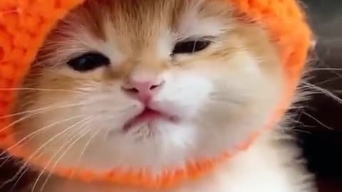 Cute cat wearing winter's stuff