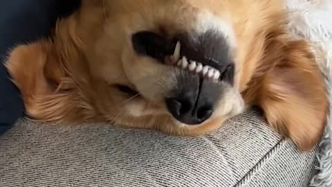 barking dog