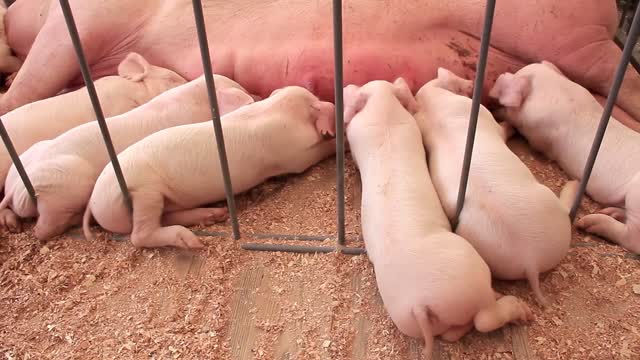 sow and sucking pigs on livestock farm pig farming