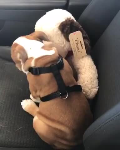 Cachorro parece estar besuqueando a su animal de peluche