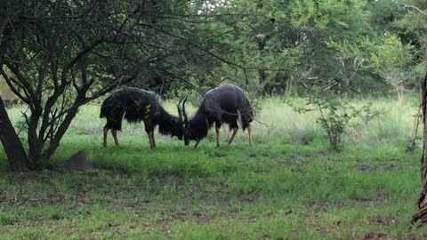 Nyala males jutting each other