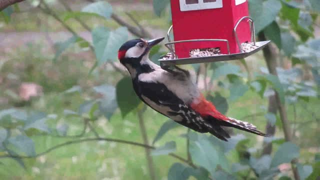 Hairy A Woodpecker Perched And Eating On A Bird Feeder Hanging From A Tree Plant