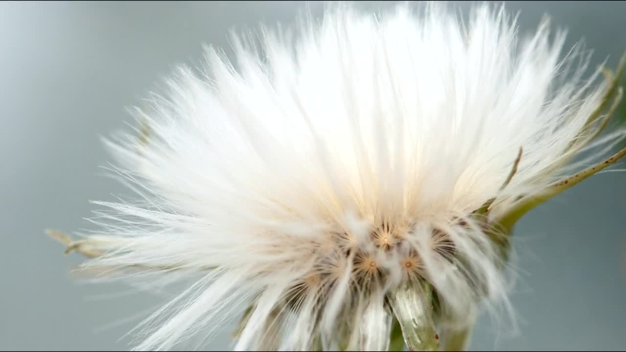 WHITE FLOWER OPEN UP SLOWLY (OMG! !!)