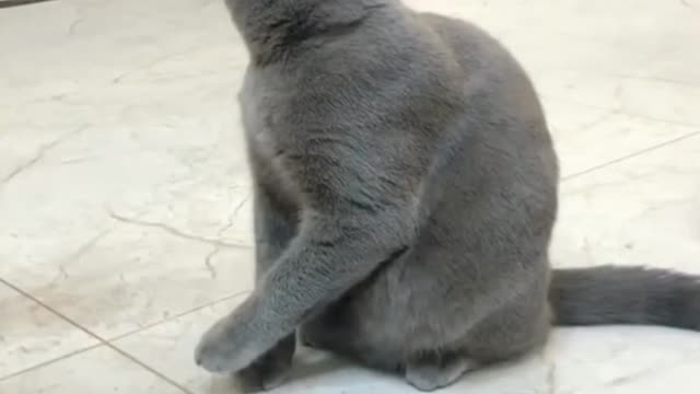 FUNNY CAT VIDEO 😂 EPIC MOMENT// FUNNY 🐱 MY CAT