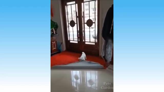 Funny animal video.