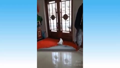 Funny animal video.