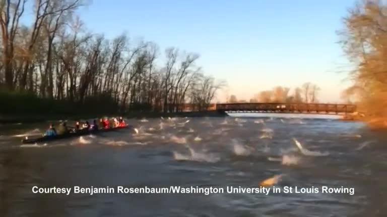 Student rowers foiled by frantic fish frolic