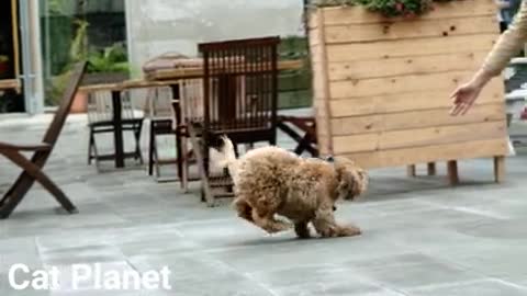 Cute dog funny video