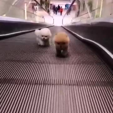 cute puppy whatsapp status 🥰🥰 | cute whatsapp status | cute dog status | #puppy #cutepuppy #viral