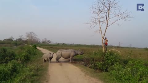 Rhino chases man up the tree