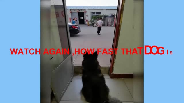 THE DOG OWNER TRIED TO TRICK HIS DOG BUT DOG IS SMARTER THAN MAN