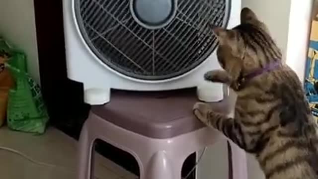 Cute cat play with fan