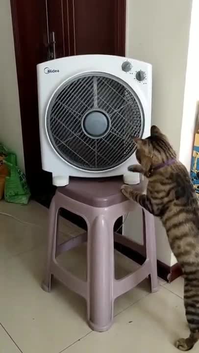 Cute cat play with fan