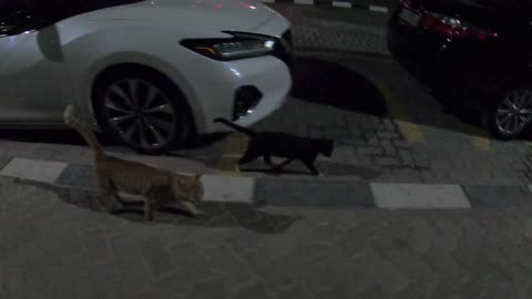 Homeless cats in Ras Al Khaimah, UAE: ED SHEERAN & RIHANNA #cat #cats #Rihanna #UAE #pets #EdSheeran