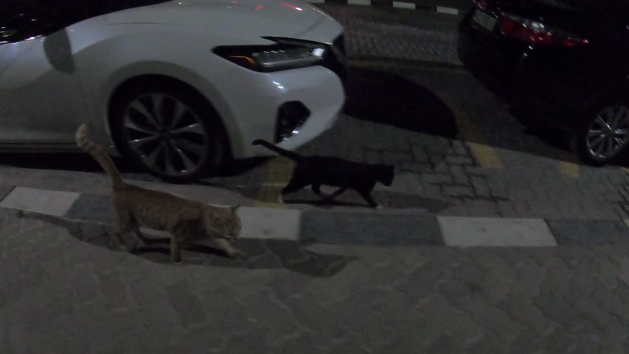 Homeless cats in Ras Al Khaimah, UAE: ED SHEERAN & RIHANNA #cat #cats #Rihanna #UAE #pets #EdSheeran