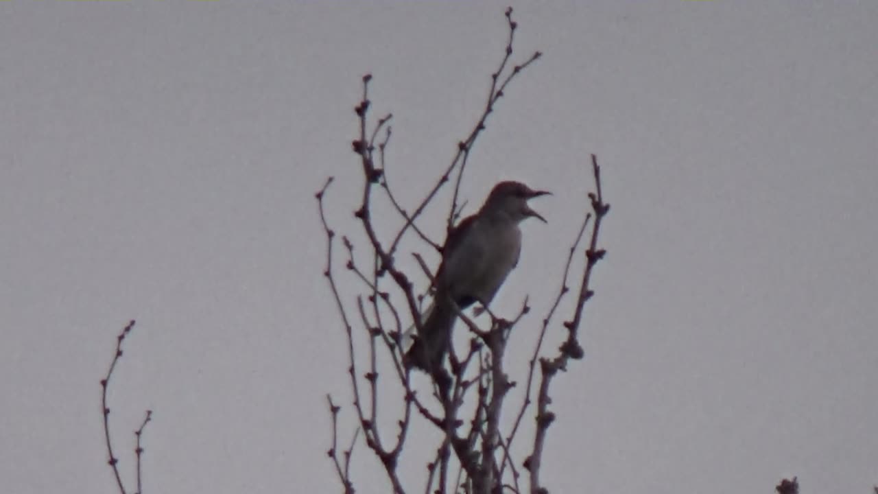 Texas state bird