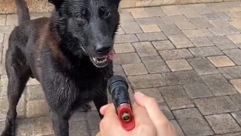 dog black