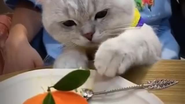 cute cat trying to imitate its owner