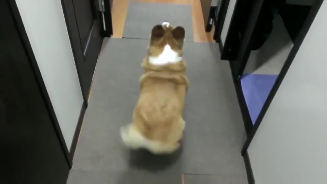 DOG DANCING TWERK