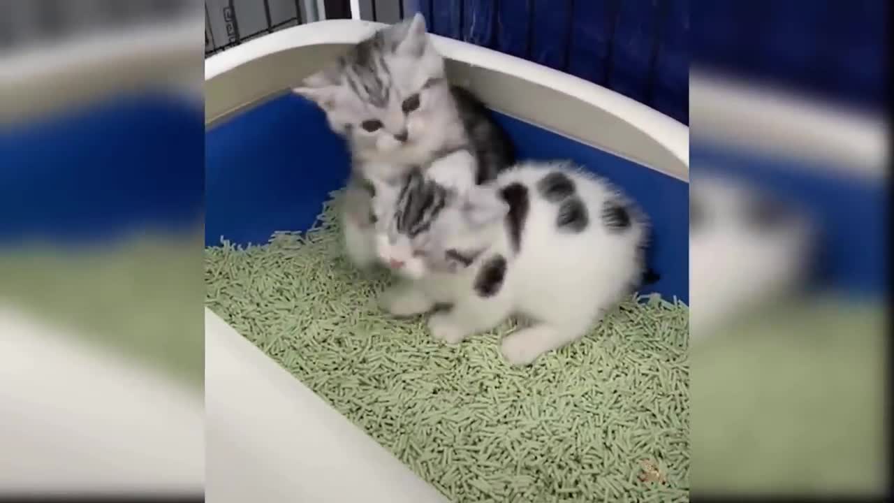 Baby Cats - Cute and Funny Cat Videos Compilation