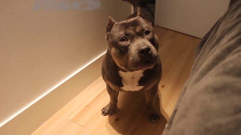 Talking dog Czr._ American Bully is so smart..