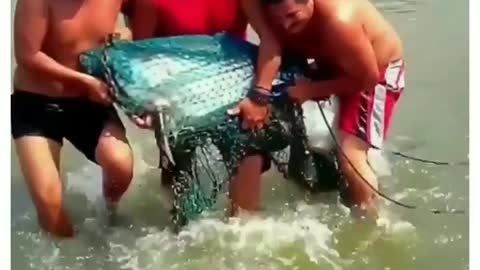 This is a beautiful and charming water-dwelling species