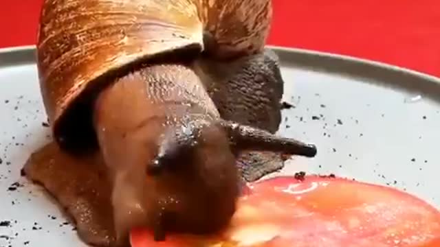 Large African Snail Eating Tomato Slice Large African Snail Eating Tomato Slice.