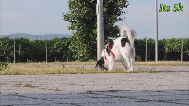 Cute and honest dog | pets video 🦮🐕‍🦺🐕🐕‍🦺🐕🐕‍🦺