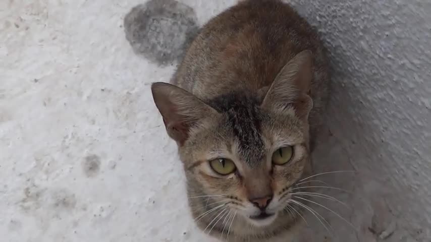 Indian cat eating parle biscuit.and its seen nice cat