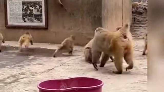 Monkey Funny Video 🤣🤣 Monkey and Rabbit 🤣