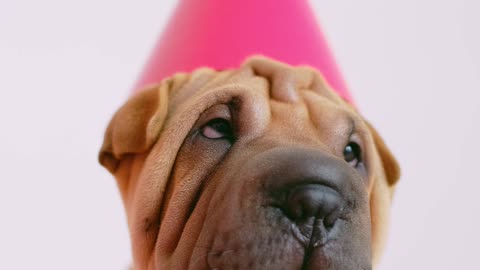 Cute Wrinkled Puppy with a Party Hat