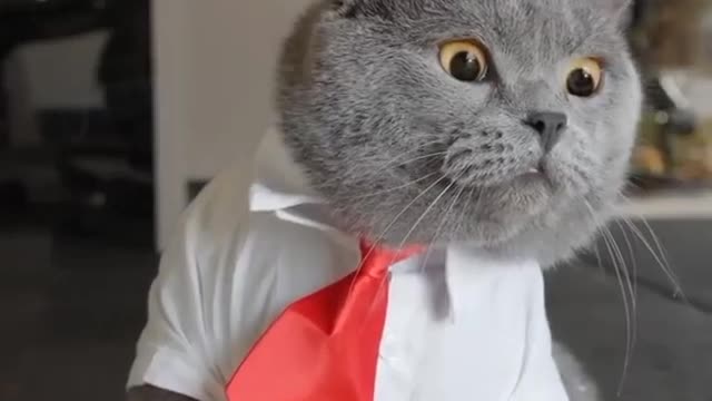 Clever cat video