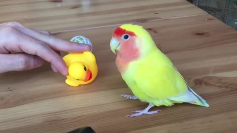 Piper doesn't like the rubber duck