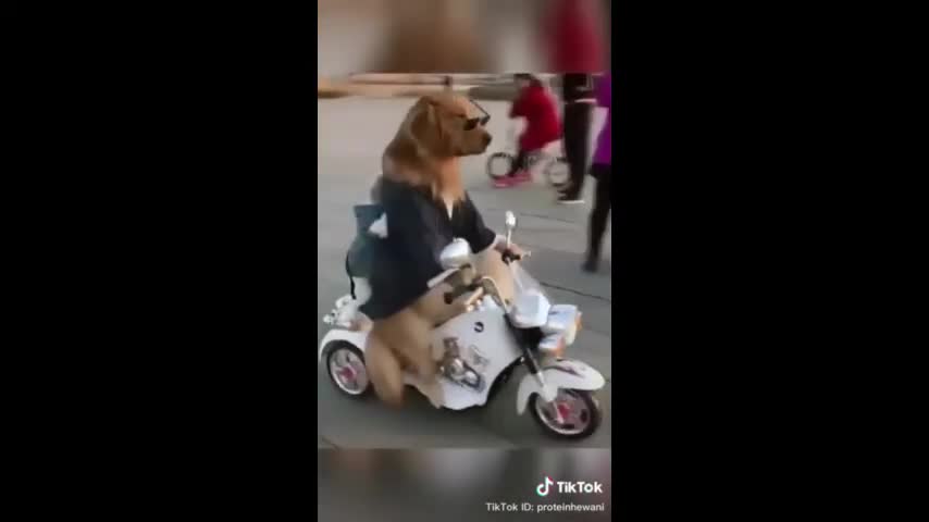 Funny animal compilation 2021 - do not laugh