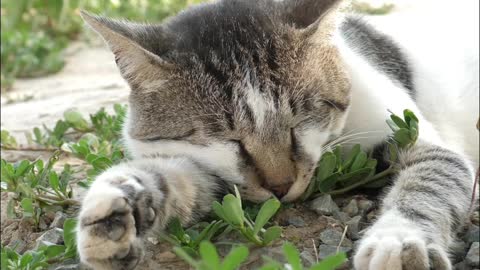 when sleeping cat