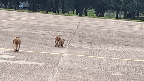 Funny monkey walking with family😂😂