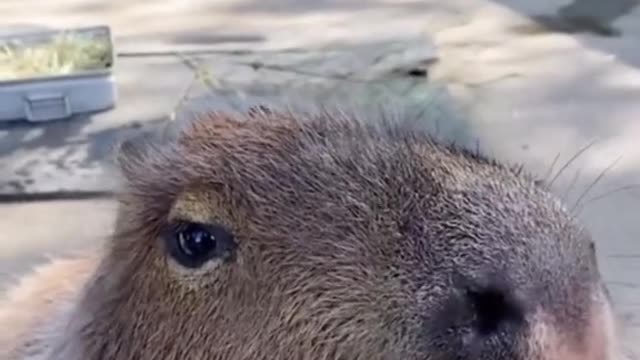 It's so cute the way it eats