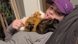 Relaxing Guinea pig video