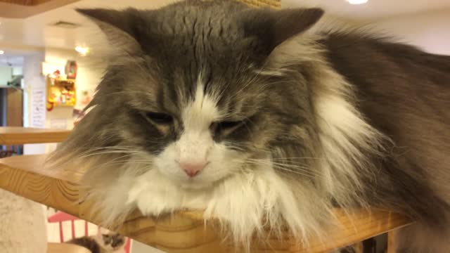 Cats wash their faces at a cat cafe in Korea