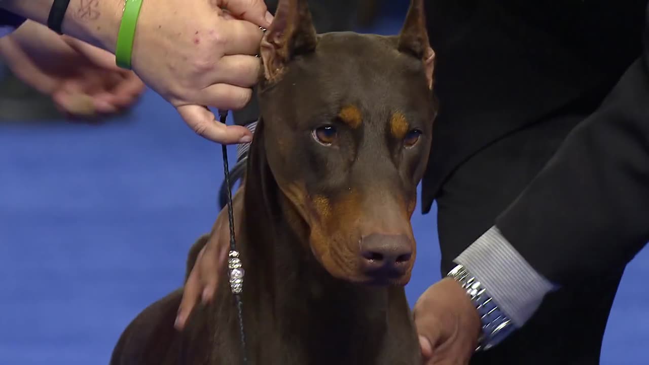 Doberman Pinscher, 2018 National Dog Show, Working Group