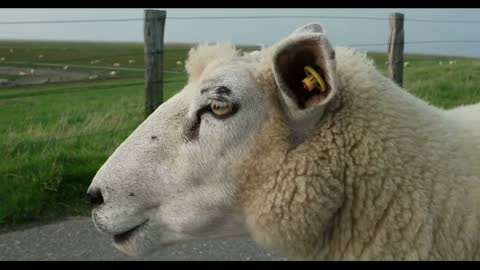 Sheep in Westerhever in Germany