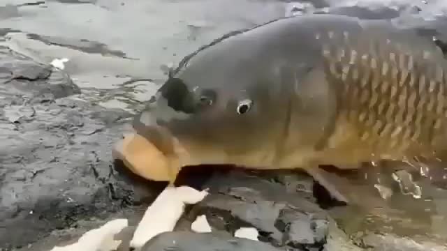 This is a beautiful and charming water-dwelling species