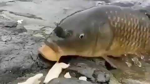 This is a beautiful and charming water-dwelling species