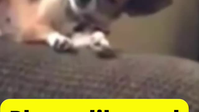 FUNNY DOG FAILS 🐕 😄 🤣...TRY NOT TO LAUGH