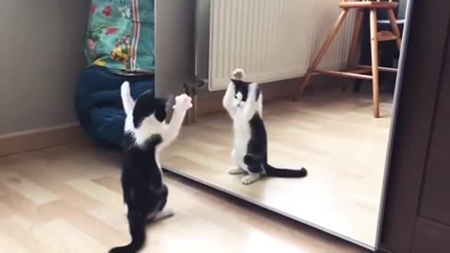Dancing cat enjoying