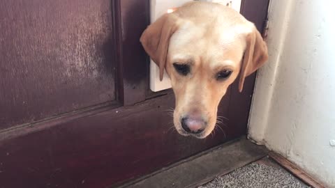 Lab gets head stuck in cat flap