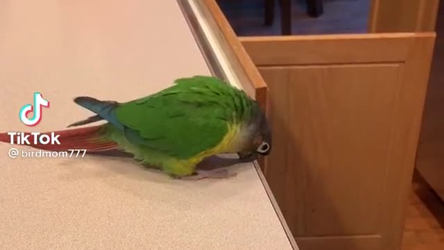 Funny Birds for fun Video #5