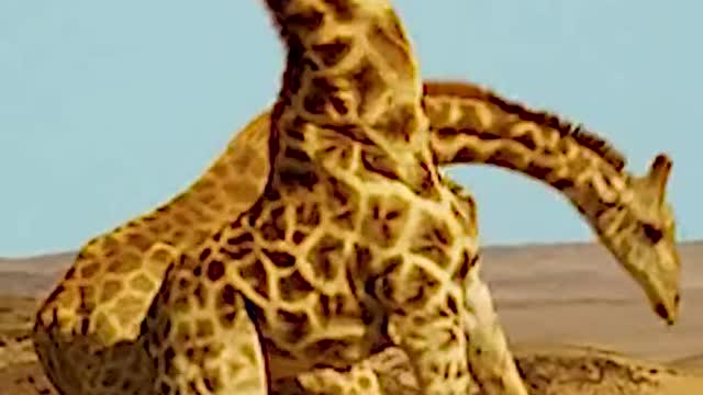 Giraffes fighting | giraffes battles!