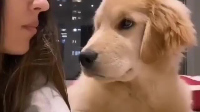 Dog farts in front of a girl | dog's mind blowing reaction